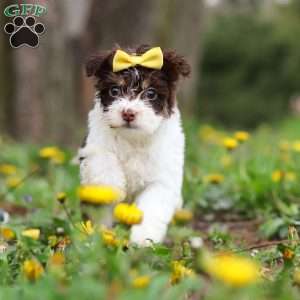 Avery, Yorkie Poo Puppy